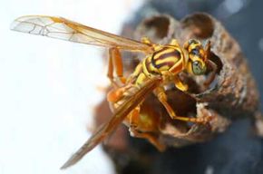 Both an ancient rival and ancestor of the honeybee, wasps may not produce honey, but they do help pollinate plants and eliminate insects that feed on crops. See more insect pictures.