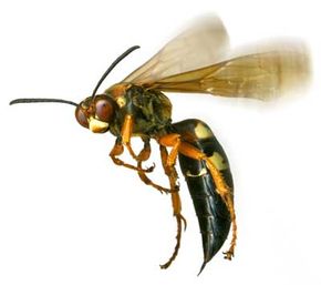 Wasps' stingers are loaded with very potent venom, and unlike honeybees, wasps can sting a victim multiple times.