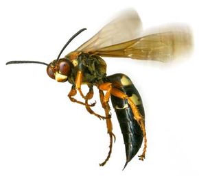 wasp stingers