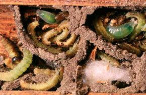 Mason wasp larvae awaken to a delicious feast of paralyzed grubs inside their clay cylinders.