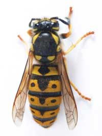 wasp: friend or foe