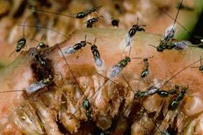 fig wasps in Panama