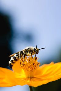 Flowers and wasps share a mutually beneficial relationship.