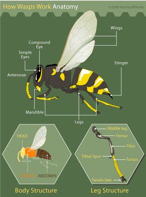 Wasp anatomy