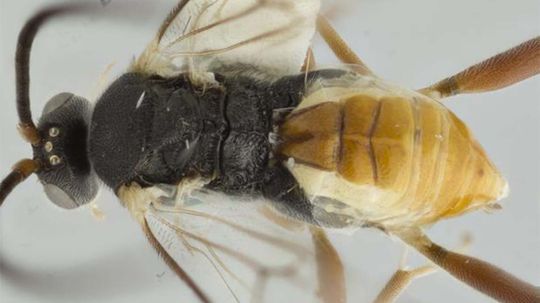 Parasitic Wasp Larvae Eat Host From Inside Out