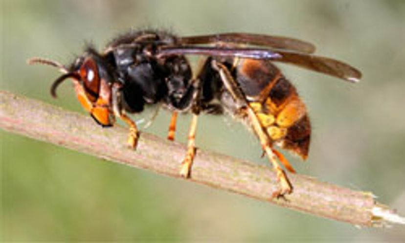 The Ultimate Wasp Quiz