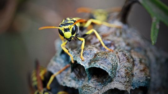 Wasps Have an Image Problem, But Here's Why We Need Them
