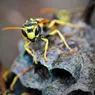 Wasps Have an Image Problem, But Here's Why We Need Them
