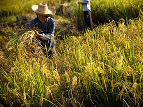 Family farmers work their fields along a heavily polluted river in China. The family lives in a village where more people than usual die from cancer, probably due to environmental factors.