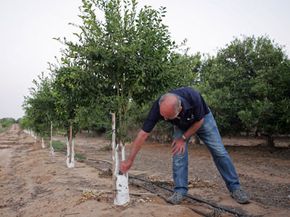 Farmer Arye Shrayber checks his lemon trees in Kibbutz Nirim, Israel. The country is coping with a water shortage by using recycled wastewater for irrigation.