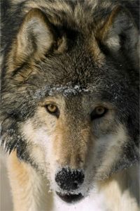 Gray wolf