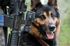 military working dog