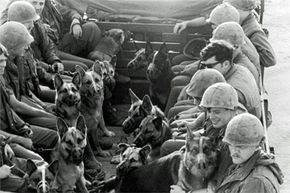 War dogs in Vietnam