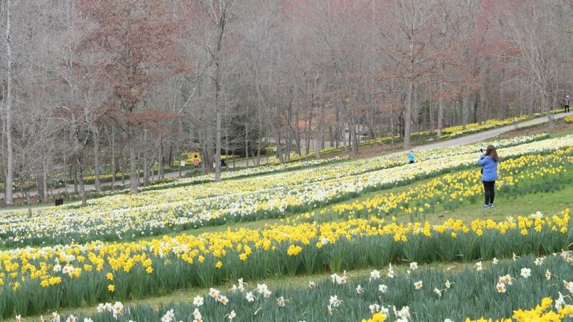 daffodils at Gibbs Gardens