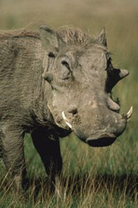 warthog