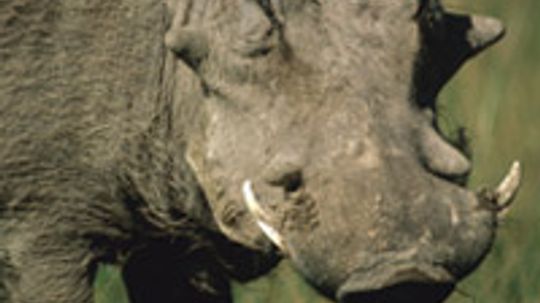 Why do warthogs have warts?