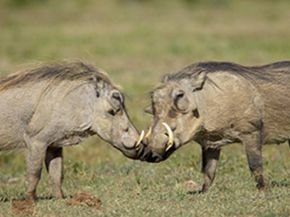 warthogs fight