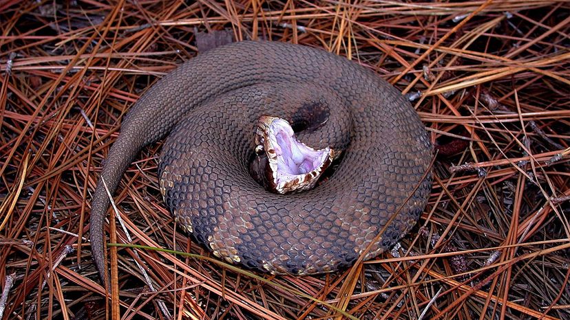 Water Moccasin Cottonmouth Different Names Same Venomous Snake Howstuffworks