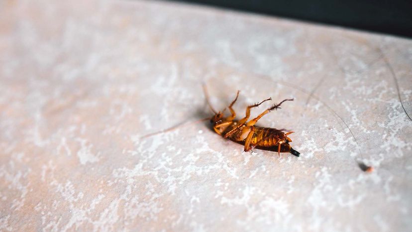 Natural Ways to Get Rid of Insects in Your Home