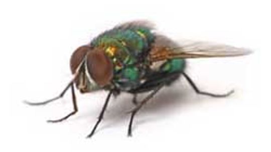 How to Stop Black Flies from Biting