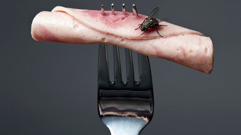 Fly on meat