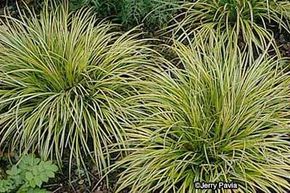 Sweet flag is a water-loving perennialused mainly as an accent in water gardens.