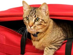 cat in suitcase