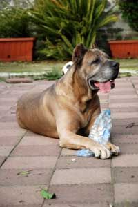 dog with water bottle