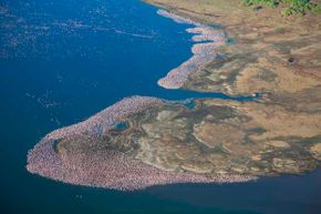 Aerial view of flamingos over Lake Bogoria, Kenya. This saline, alkaline lake is abundant with cynobacteria that attracts large numbers of flamingos, sometimes 1 million at a time.