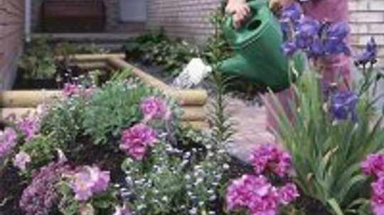 Watering a Vegetable Garden