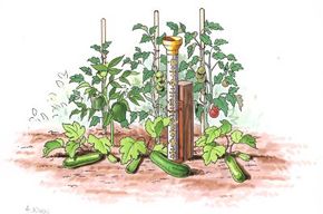 Measuring precipitation in your vegetable garden helps you determine whether your plants need more water.