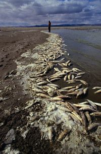 Pollution of a watershed can destroy an entire aquatic ecosystem, including its inhabitants.