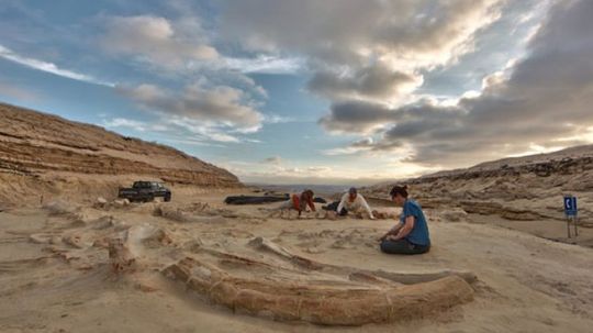 Our Top 10 Stops on A Fossil Road Trip