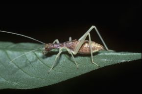 A nymph "thermometer cricket"