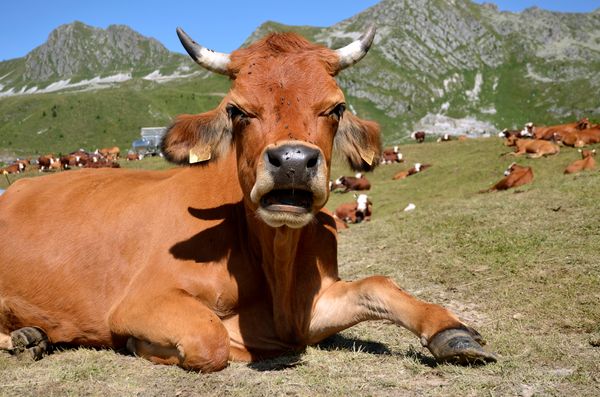 Cow lying down