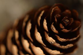 An open or closed pine cone actually can tell you what's happening with the weather.