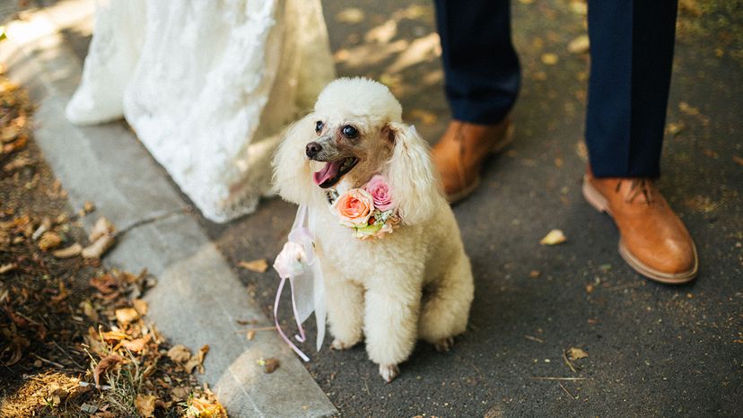 poodle at wedding