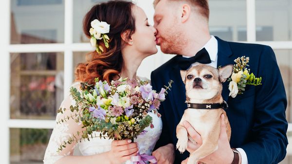 Wedding Pet Attendants Prep Your Pooch for a Pawfect Day