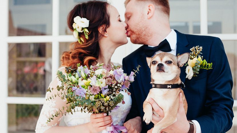 wedding couple with dog