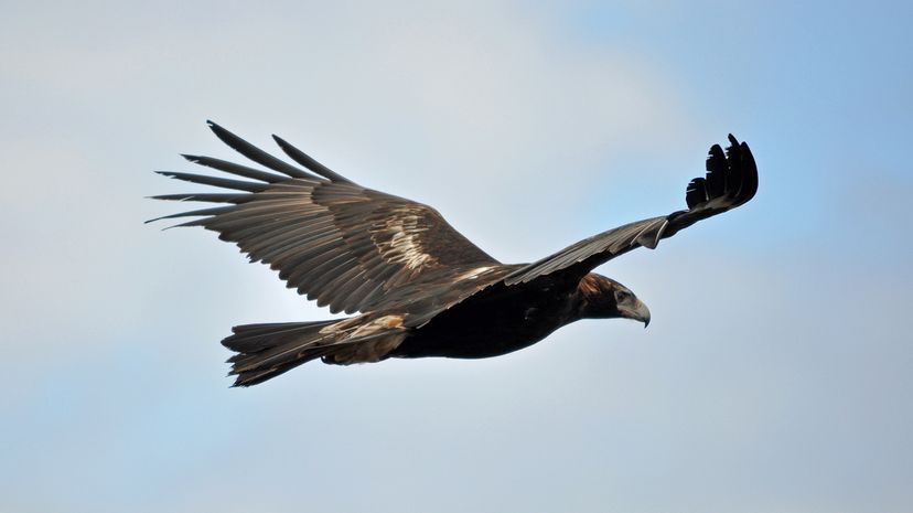 Great harpy eagle flying imposingly in the sky of the