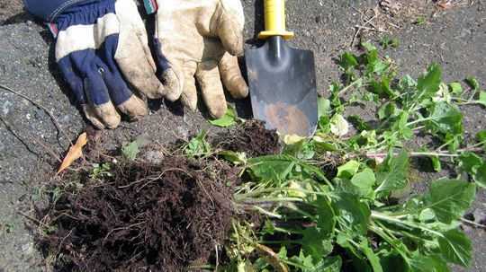 Natural Weed Killers Make Gardening Safe and Easy