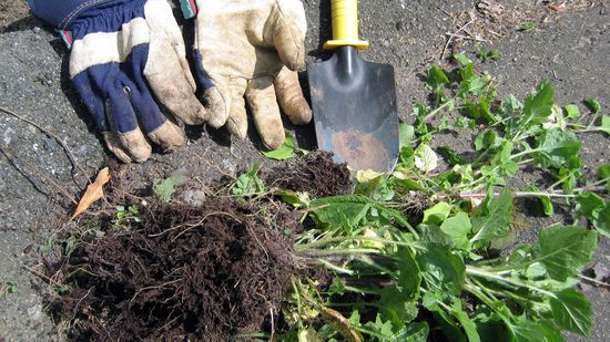Natural Weed Killers Make Gardening Safe and Easy