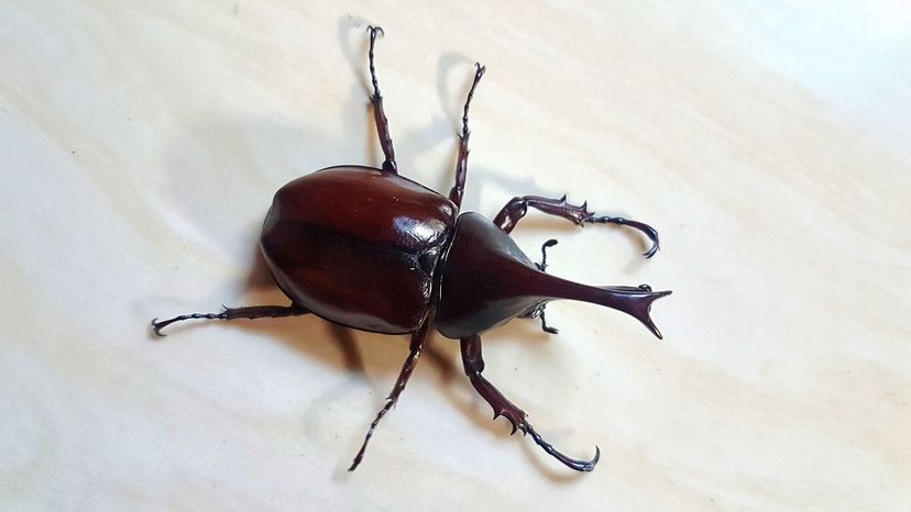 A close-up image of a weevil bug on a white surface.