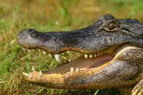 科学家们想知道鳄鱼从咬在攻击恢复得如此之18新利最新登入快。他们有强大的免疫系统。”border=