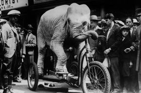 An elephant rides a custom-made tricycle in 1918. 