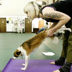 Yoga instructor Brenda Bryan helps her pup into a pose.