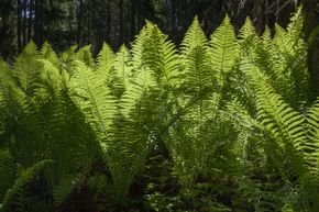 Older, wiser ferns control other ferns' sex lives in the interest of maintaining diversity.