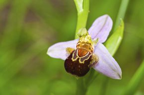 aphrys apifera已经学会打扮成一只雌性蜜蜂，以吸引活泼的传粉者。＂border=