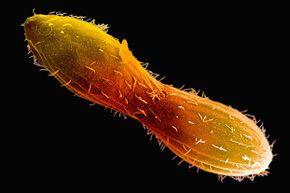 The single-celled Tetrahymena can reproduce by splitting in two (seen here). But when the little critter is interested in maintaining some genetic diversity, it can choose to reproduce with others of its kind by selecting one of seven possible sexes!