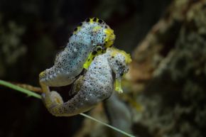 A seahorse couple will perform an extended dance of love before the female sticks her eggs into the male's pouch. So romantic.